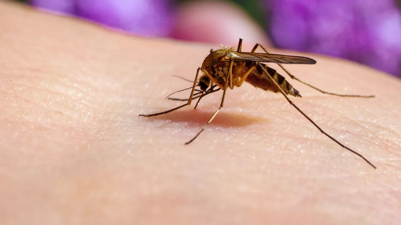 Bite of hope: Malaria vaccine delivered by gene-edited mosquito kills infection by 89%