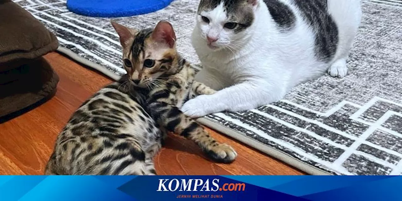 Bobby Kertanegara Punya Adik Kucing Bengal, Berikut 6 Fakta Menarik Kucing Bengal