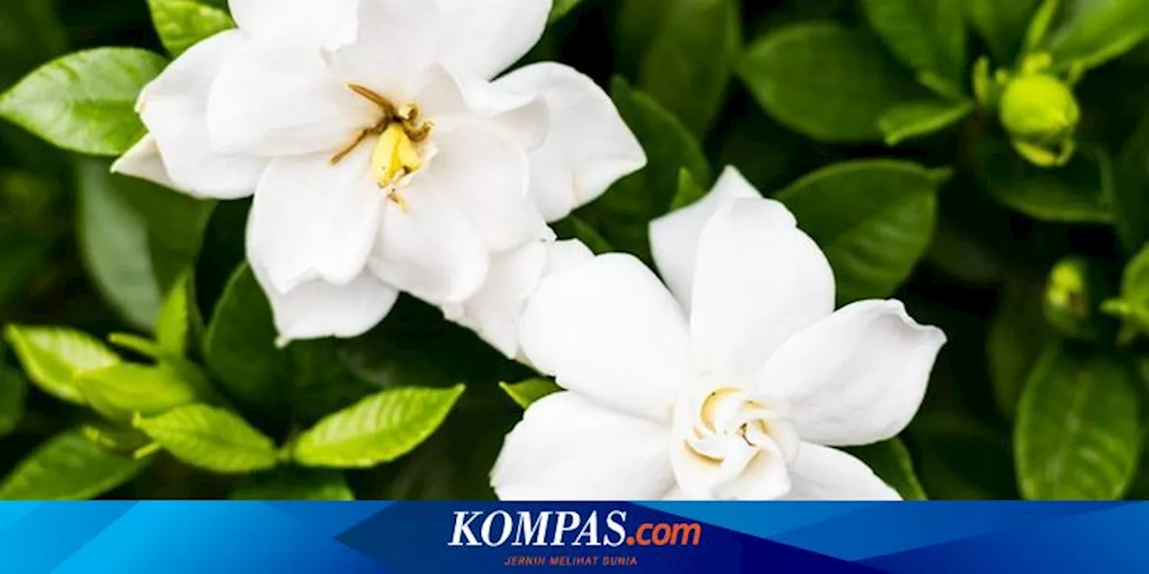 Cantik dan Unik, Ini 5 Tanaman Bunga yang Mekar di Malam Hari