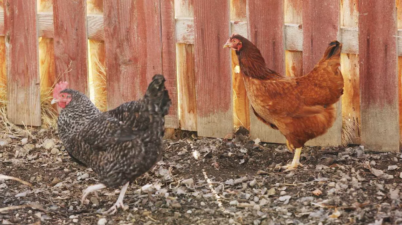 Over 100,000 more chickens, turkeys killed after more avian flu cases found in Utah