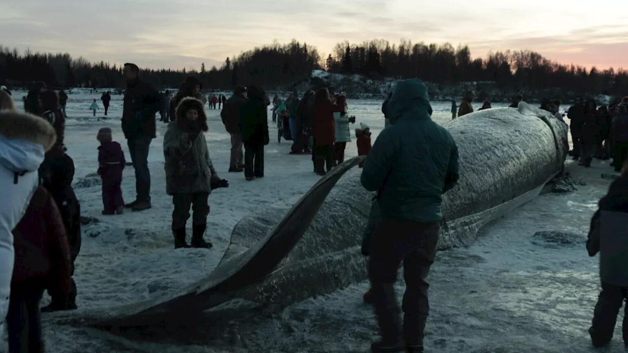 As hundreds flock to see dead Anchorage whale, scientists are trying to learn more about how it lived