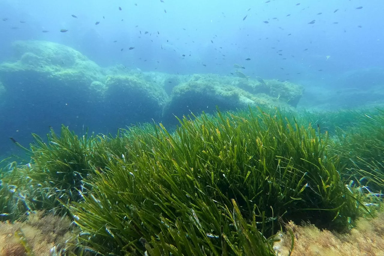 La justice française reconnaît le préjudice écologique d'atteinte à l'herbier de posidonie