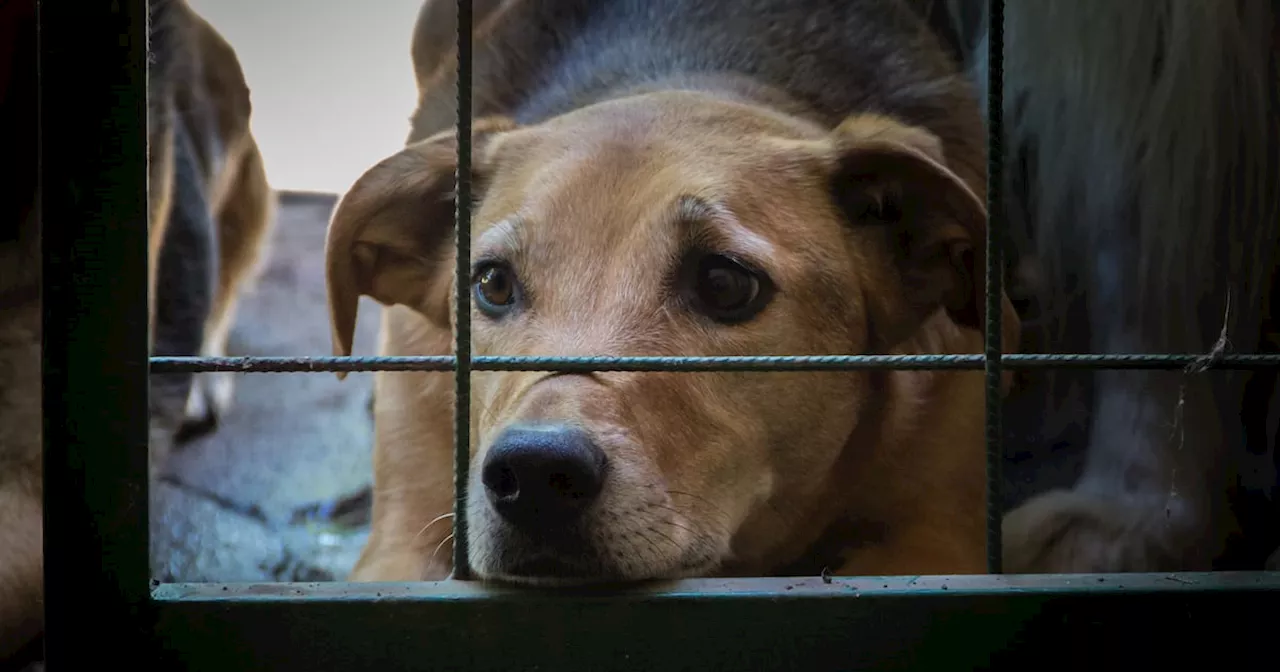 Por unanimidad, Senado aprueba ley contra maltrato animal; se envía a Congresos estatales