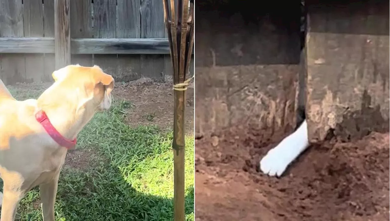 Il cane Sandy e quella zampa bianca dell’amica che non ti aspetti oltre la staccionata