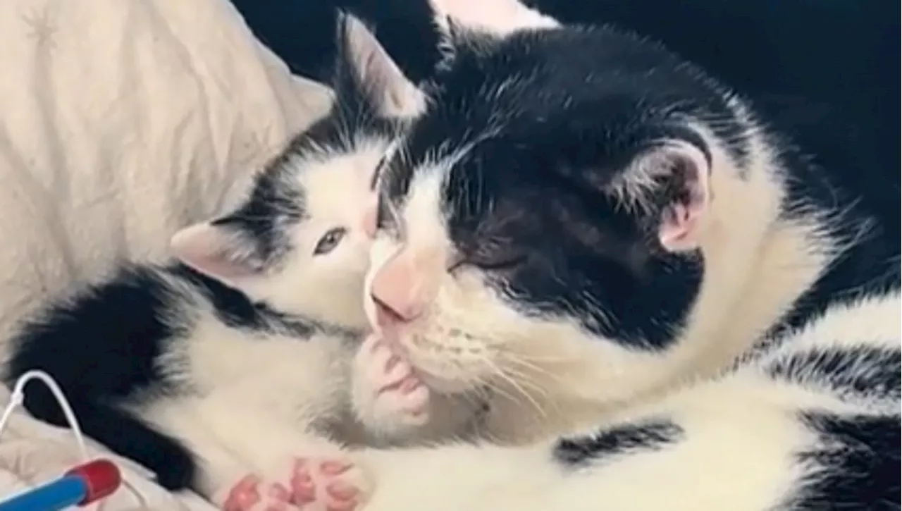 Il gatto anziano fa amicizia con il suo “Mini me', una scena che fa commuovere