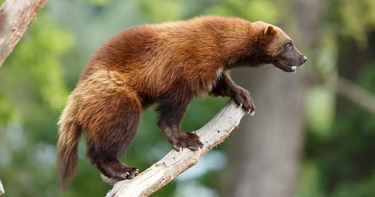 Avis aux narines sensibles : ces animaux émettent une odeur absolument nauséabonde