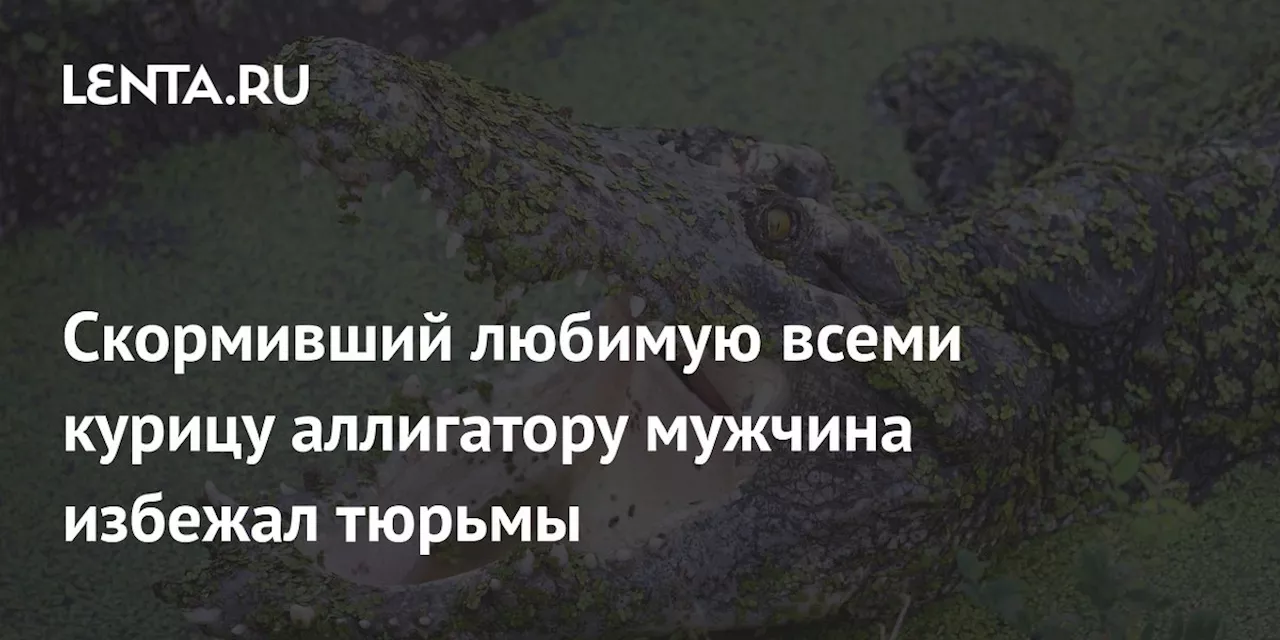 Скормивший любимую всеми курицу аллигатору мужчина избежал тюрьмы