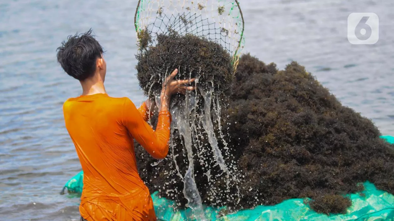 Hilirisasi Rumput Laut di Gunung Kidul Jadi Salah Satu Kunci Kemakmuran RI