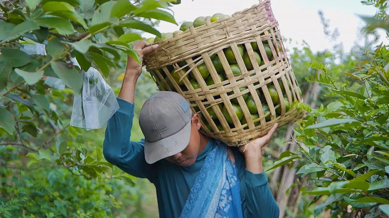 Jangan Remahkan, Banyak Petani Jeruk di Kalbar Sukses Naik Haji hingga Kuliahkan Anak S3