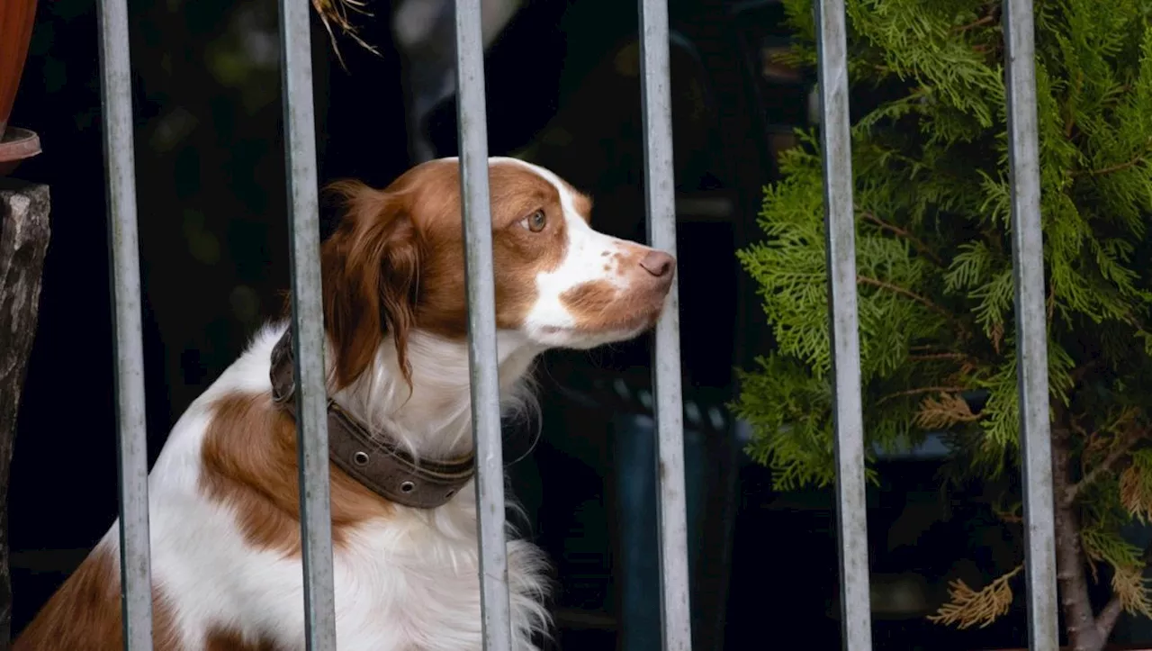 Llaman a la tenencia responsable de mascotas en Tepeji ante casos de maltrato animal