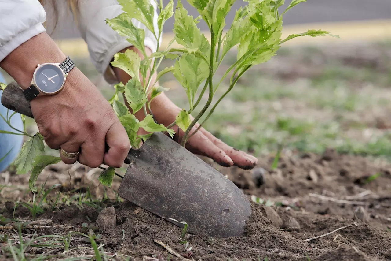 Plantan más de 400 mil árboles en Hidalgo tras programa de reforestación 2024