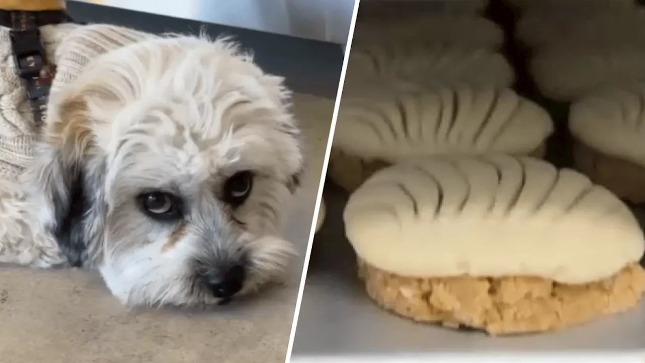 Dog bakeries are booming in Los Angeles County