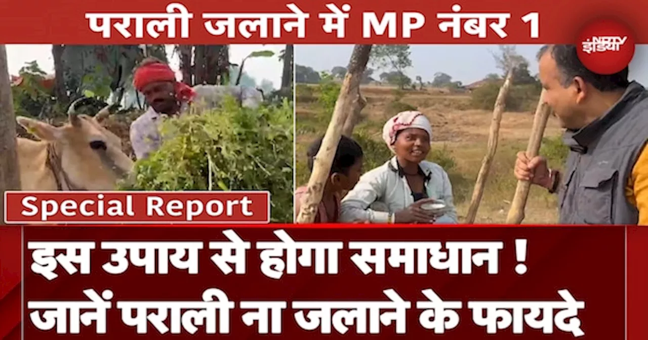 Stubble Burning: पराली जलान में सबसे आगे कैसे पहुंचा Madhya Pradesh? आदिवासी किसानों ने बताया समाधान