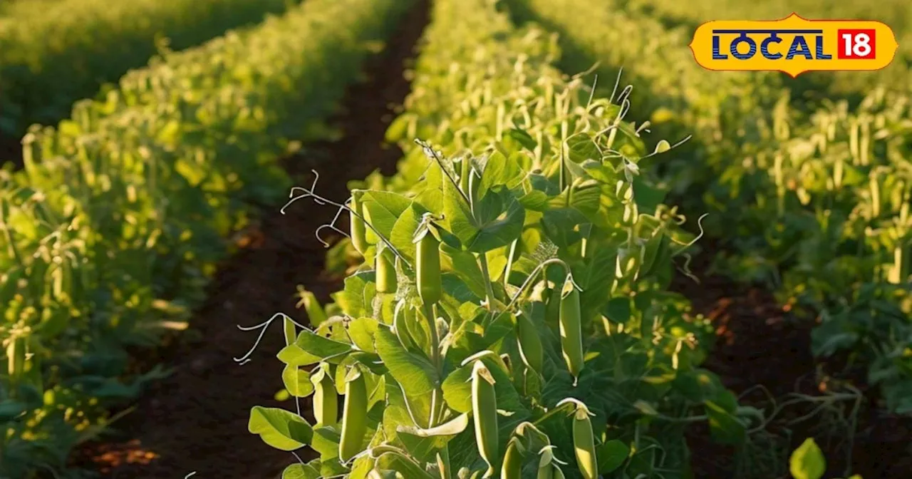 Pea farming: किसान मटर की खेती से कर सकते हैं बेहतर कमाई, कम लागत में मिलेगा बंपर मुनाफा