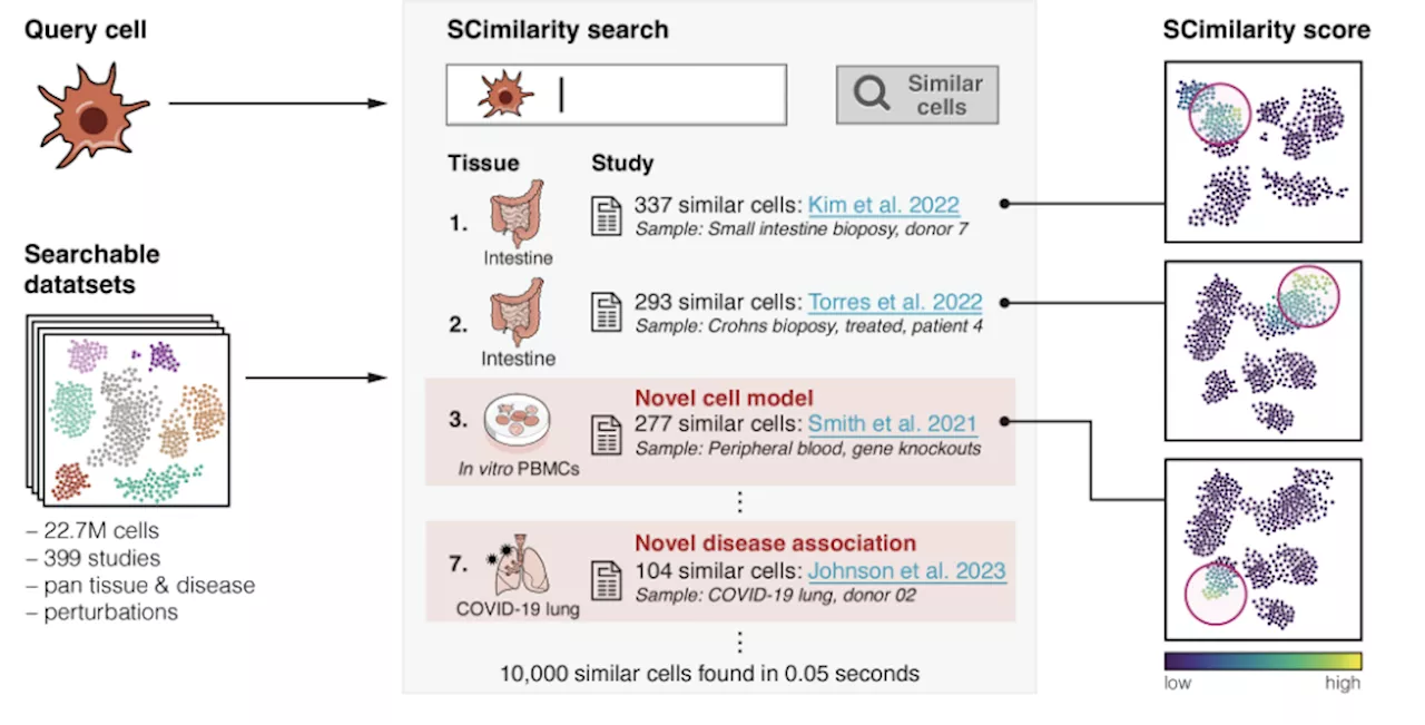 SCimilarity revolutionizes single-cell data analysis with rapid cross-tissue comparisons