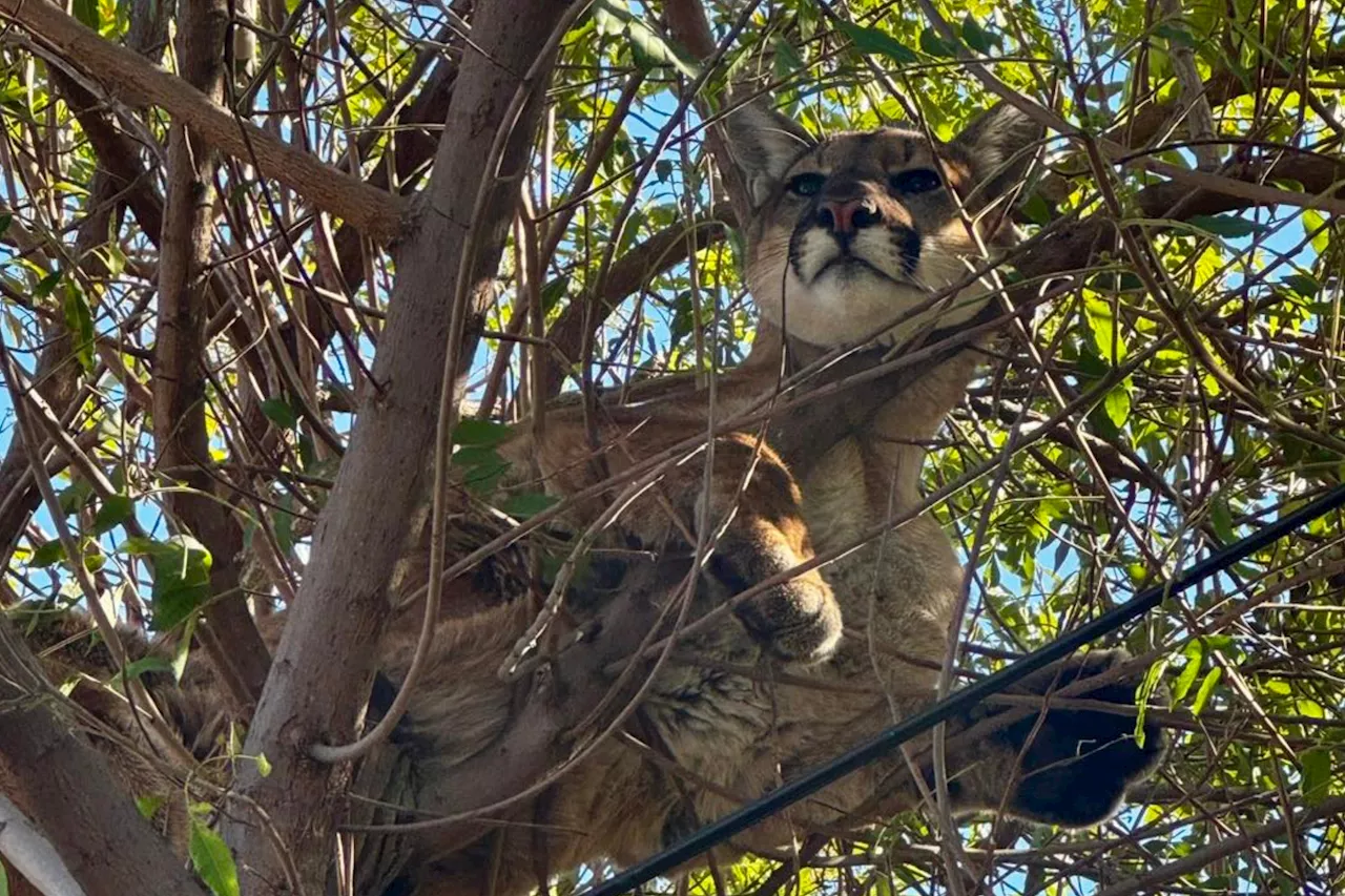 California Family Dog Chases Mountain Lion Up Tree, Prompting Rescue