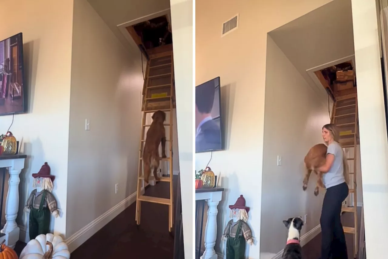 Hilarity Over What 'Clingy' Golden Retriever Does To Stay Close to Owner