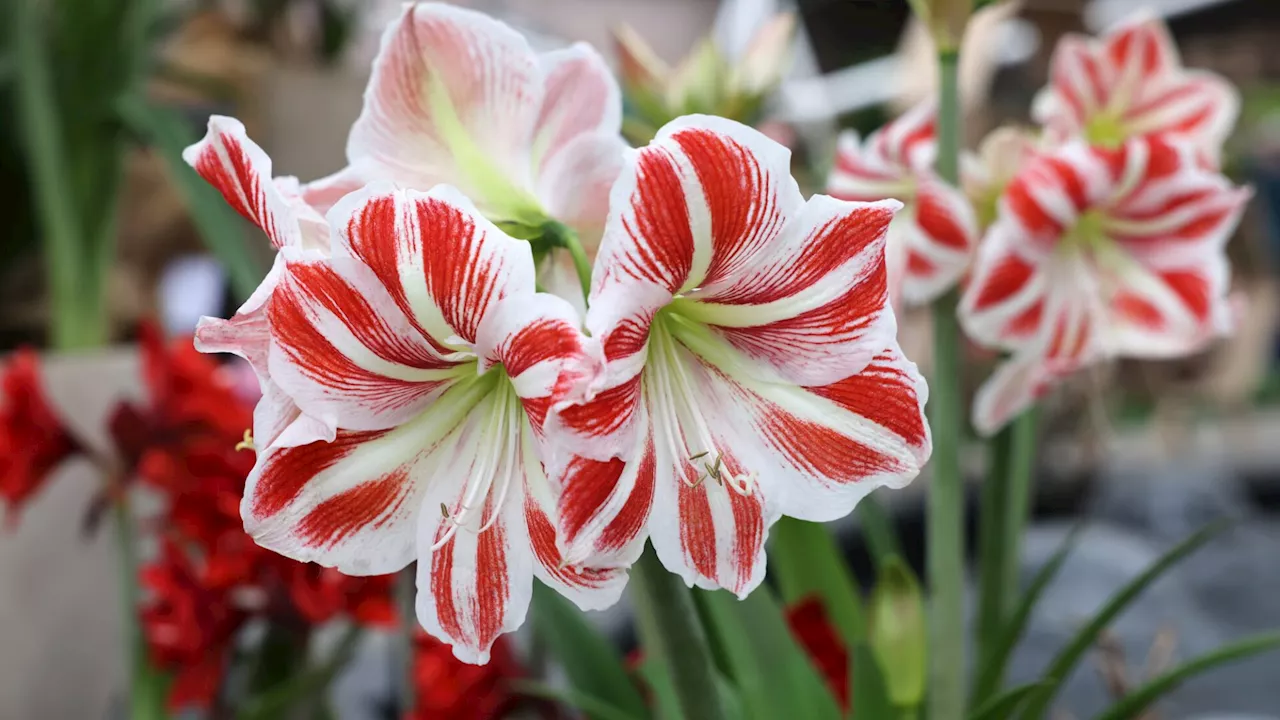 So pflegen Sie Ihre Amaryllis das ganze Jahr über