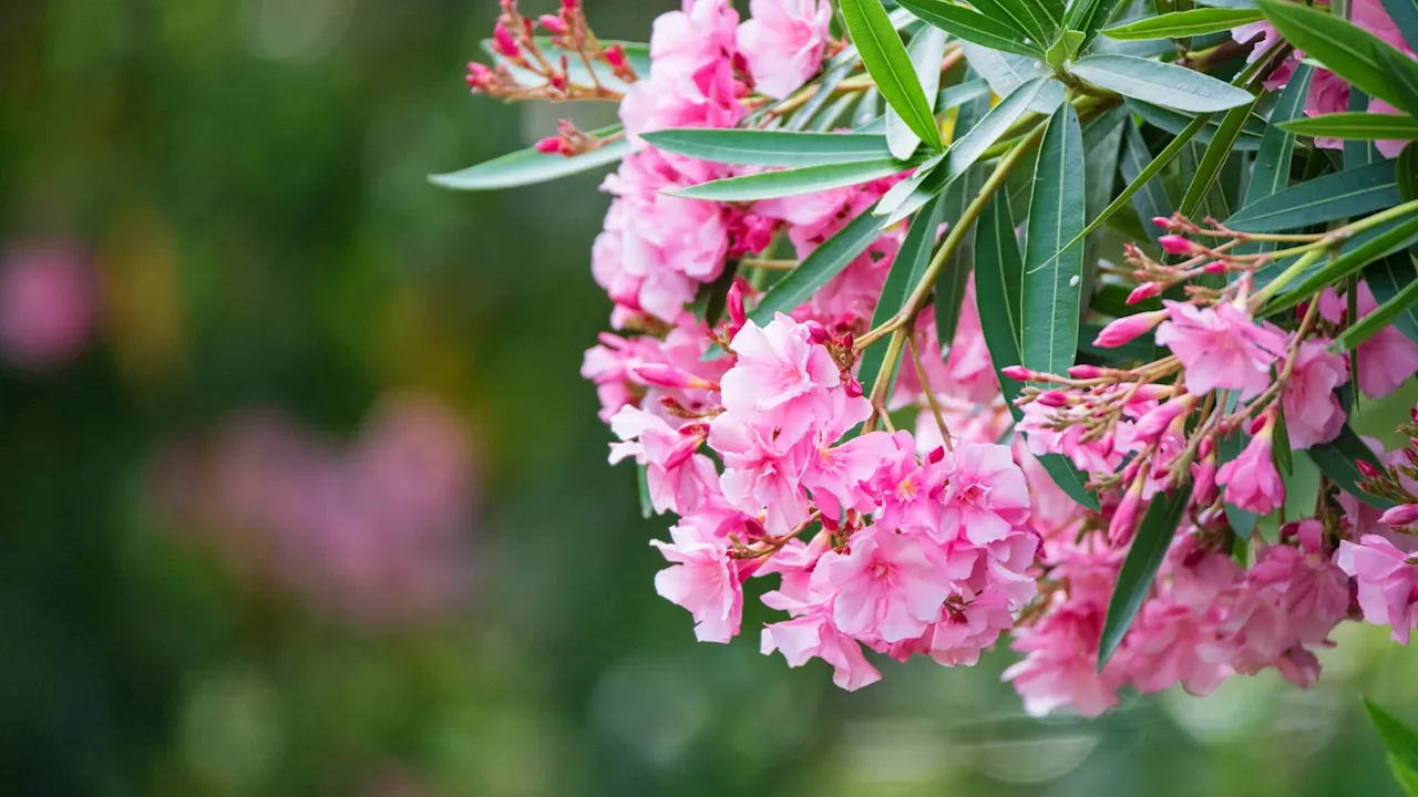 'Comment protéger un laurier rose du froid et de la pluie?'