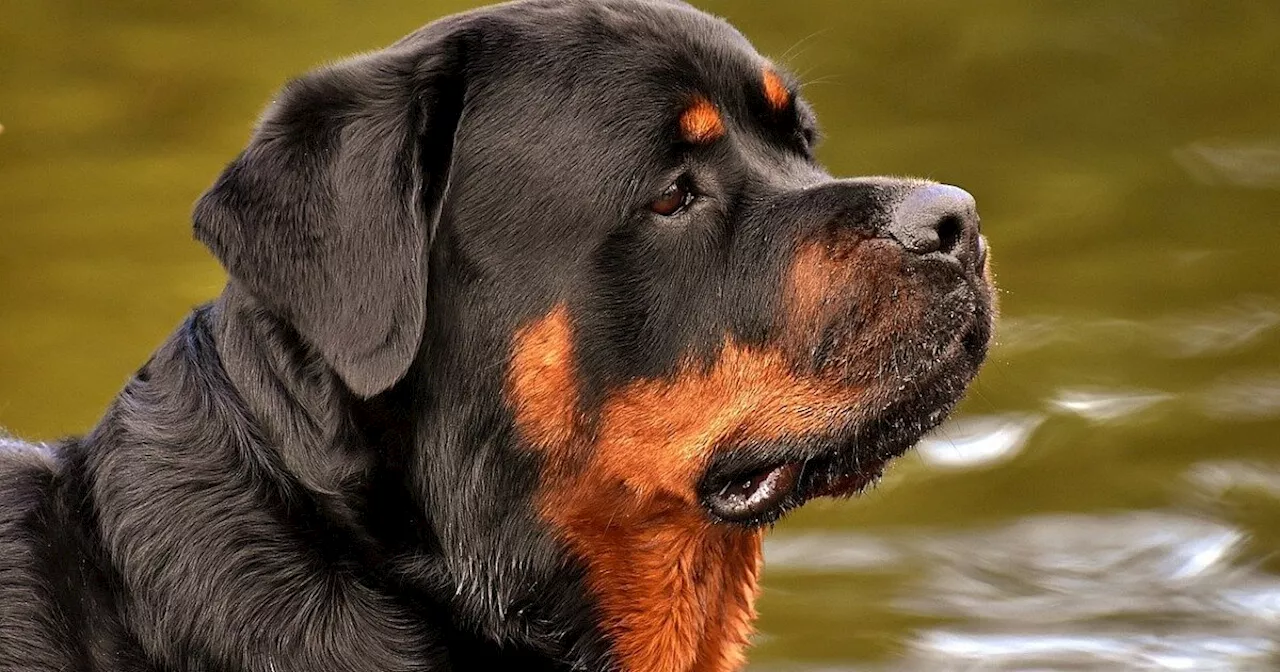 Rottweiler beißt Passantin: 22-jähriger Herforder wegen fahrlässiger Körperverletzung verurteilt