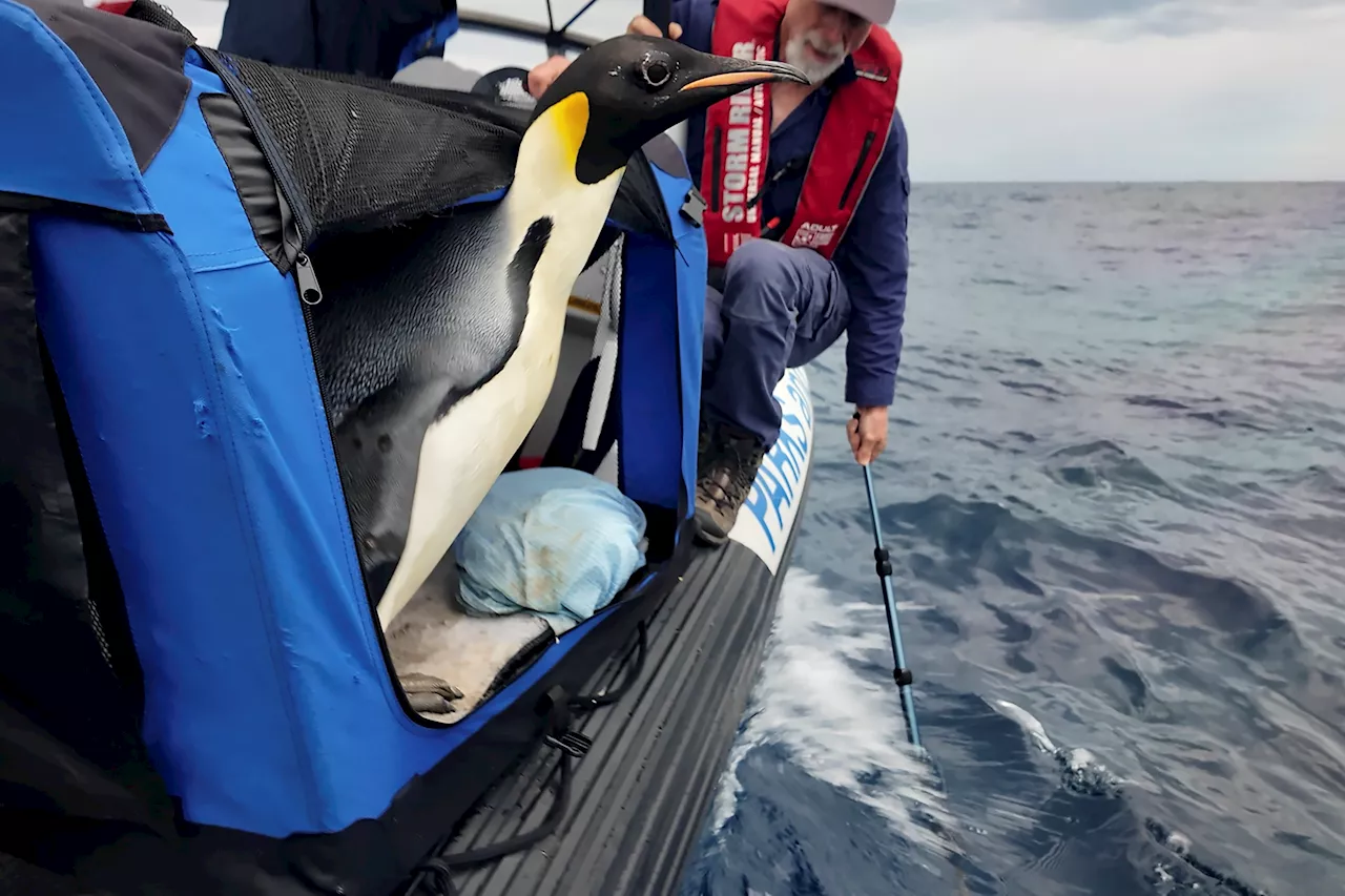 Penguin returns to the sea after long trip from Antarctica to Australia