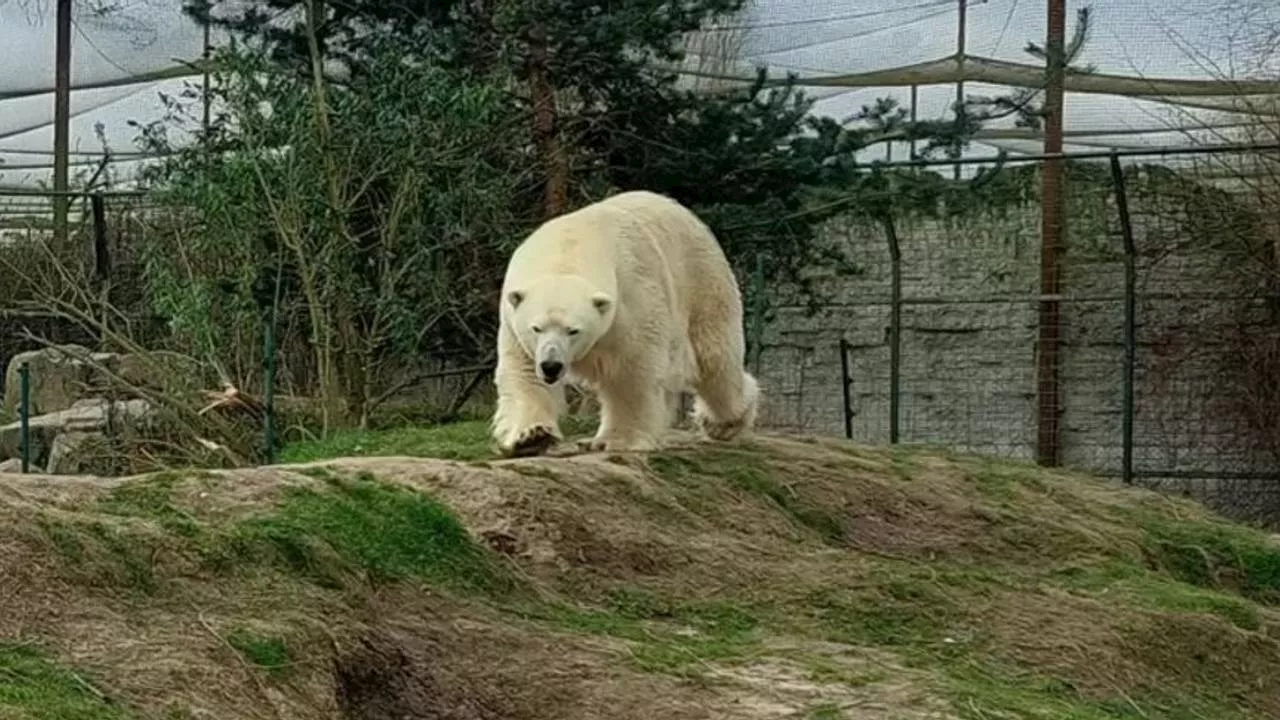 IJsbeer Wilbär (16) herstelde niet van operatie en is nu dood