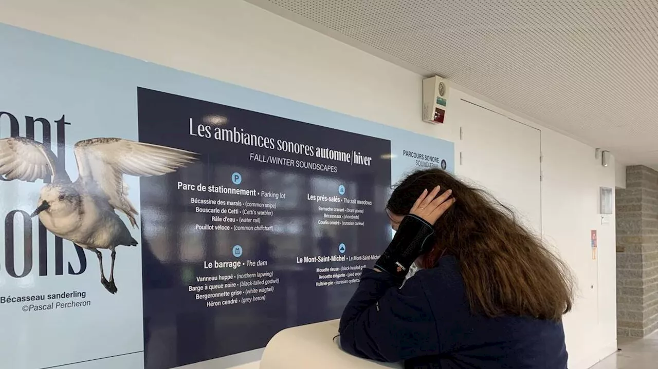 Au Mont-Saint-Michel, une expérience sonore pour découvrir les animaux de la baie