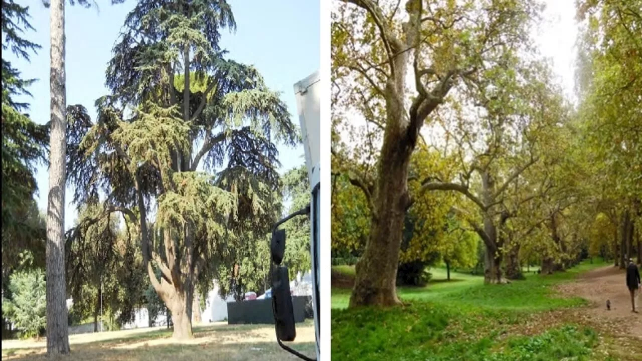 Giornata nazionale dell’albero, il Campidoglio lancia la guida dei “giganti verdi”