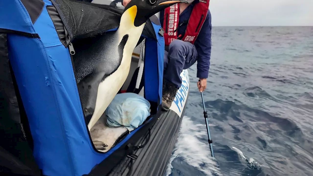 Kaiserpinguin schwimmt 3400 Kilometer – jetzt kommt Gus zurück nach Hause