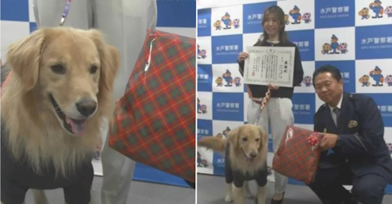 3-Year-Old Golden Retriever Honoured For Rescuing Missing Elderly Woman In Japan