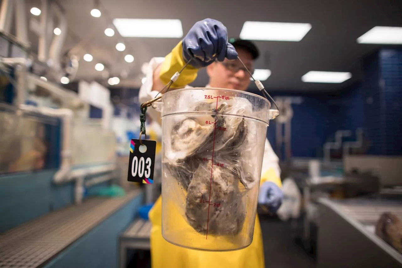 New Brunswick oysters test positive for dermo disease, first confirmed case in Canada