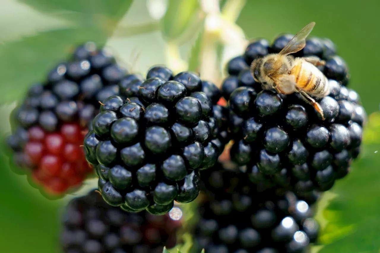 Koalitionsabkommen in Thüringen: Brombeerernte in Erfurt