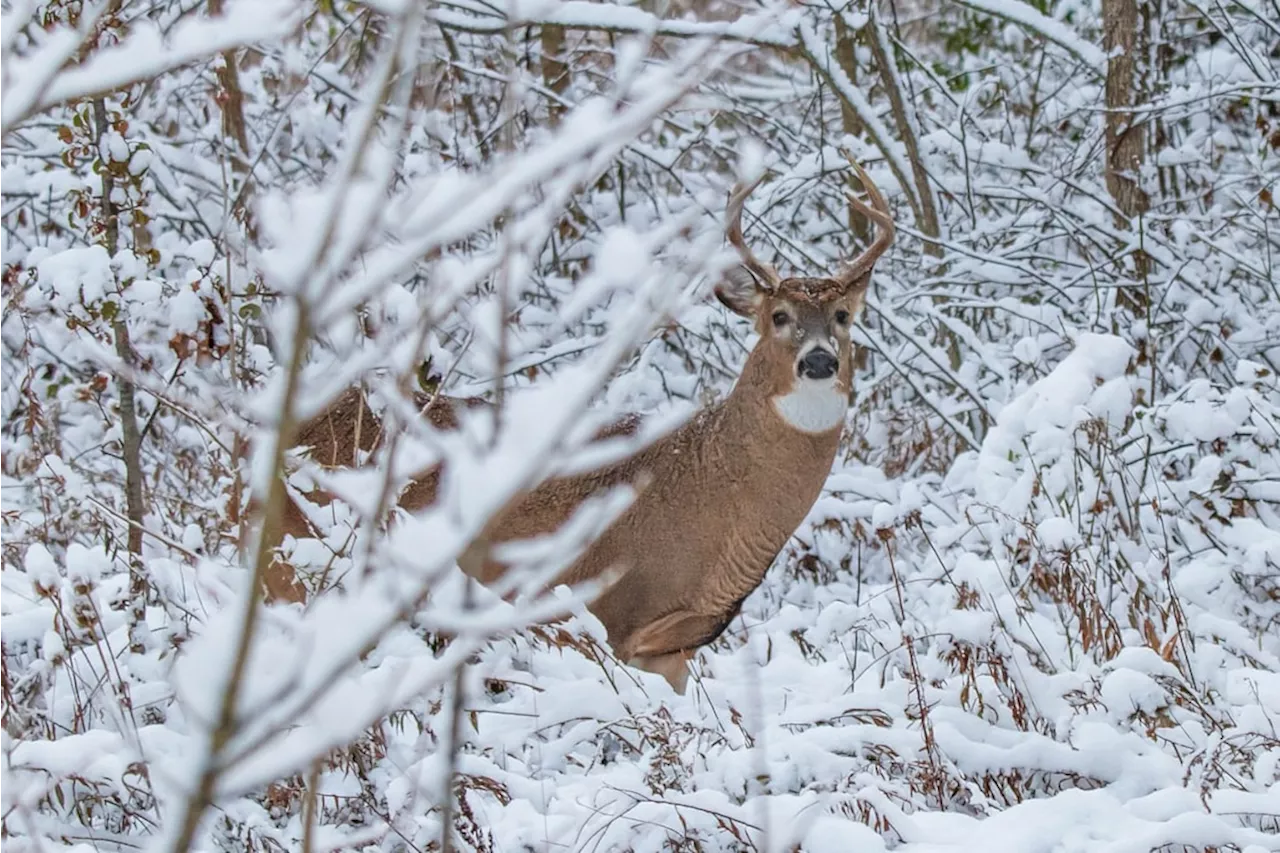 3rd case of fatal Chronic Wasting Disease confirmed in deer near Cranbrook