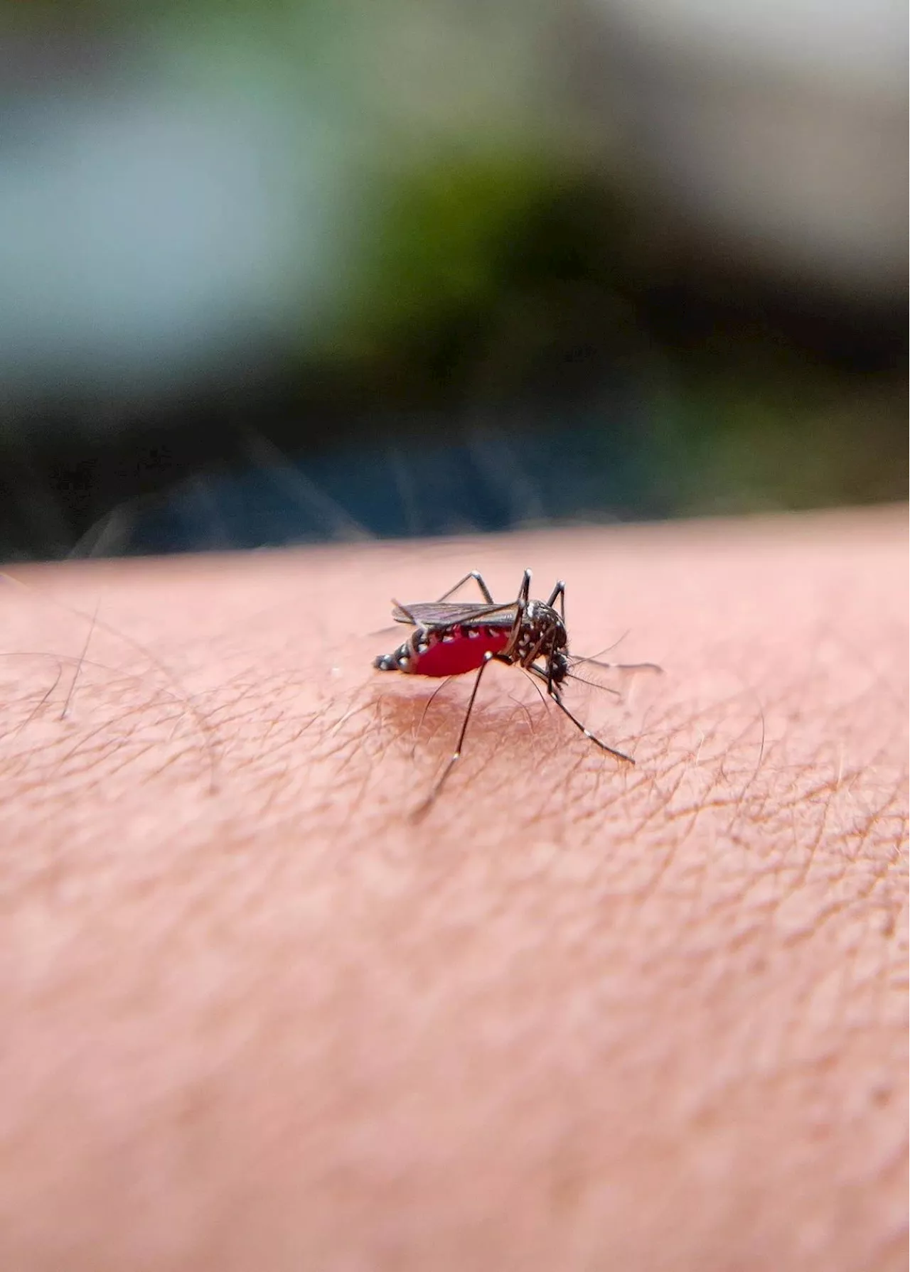 PhilHealth increases package for severe dengue cases by 200%