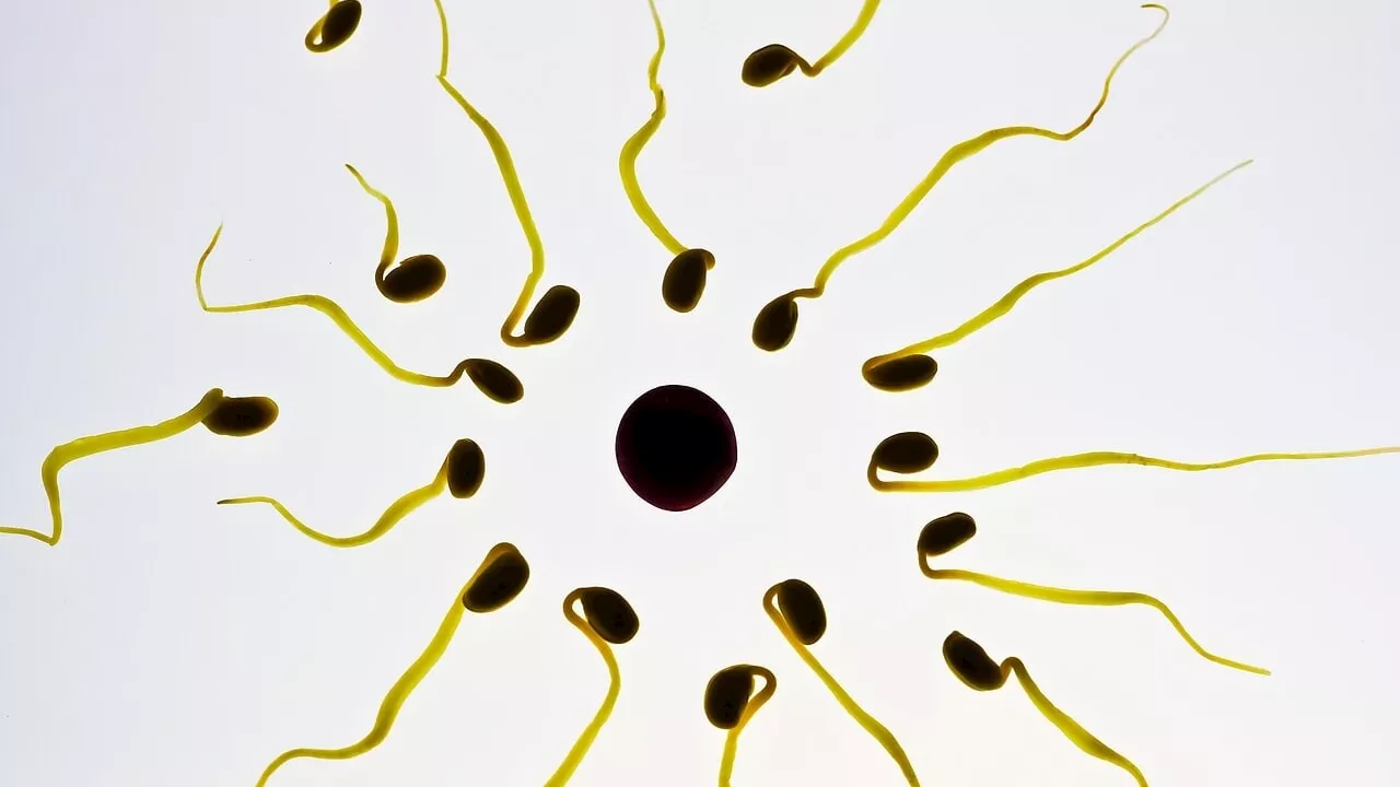 Infertilità maschile, nel liquido seminale trovati batteri che riducono la concentrazione degli spermatozoi