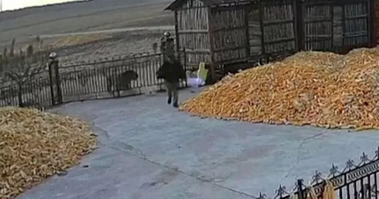 Impactante video: Un tigre siberiano salvaje atacó a un agricultor en China