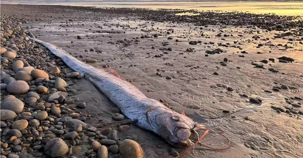 A verdade sobre o ‘Peixe do Juízo Final’, encontrado pela terceira vez