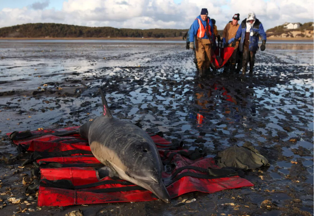 Historically bad year for dolphin strandings on Cape Cod has scientists looking for answers