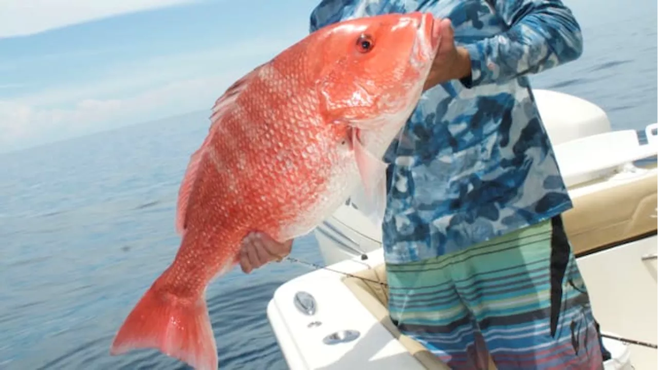 Gov. DeSantis extends Gulf Red Snapper season by 17 days