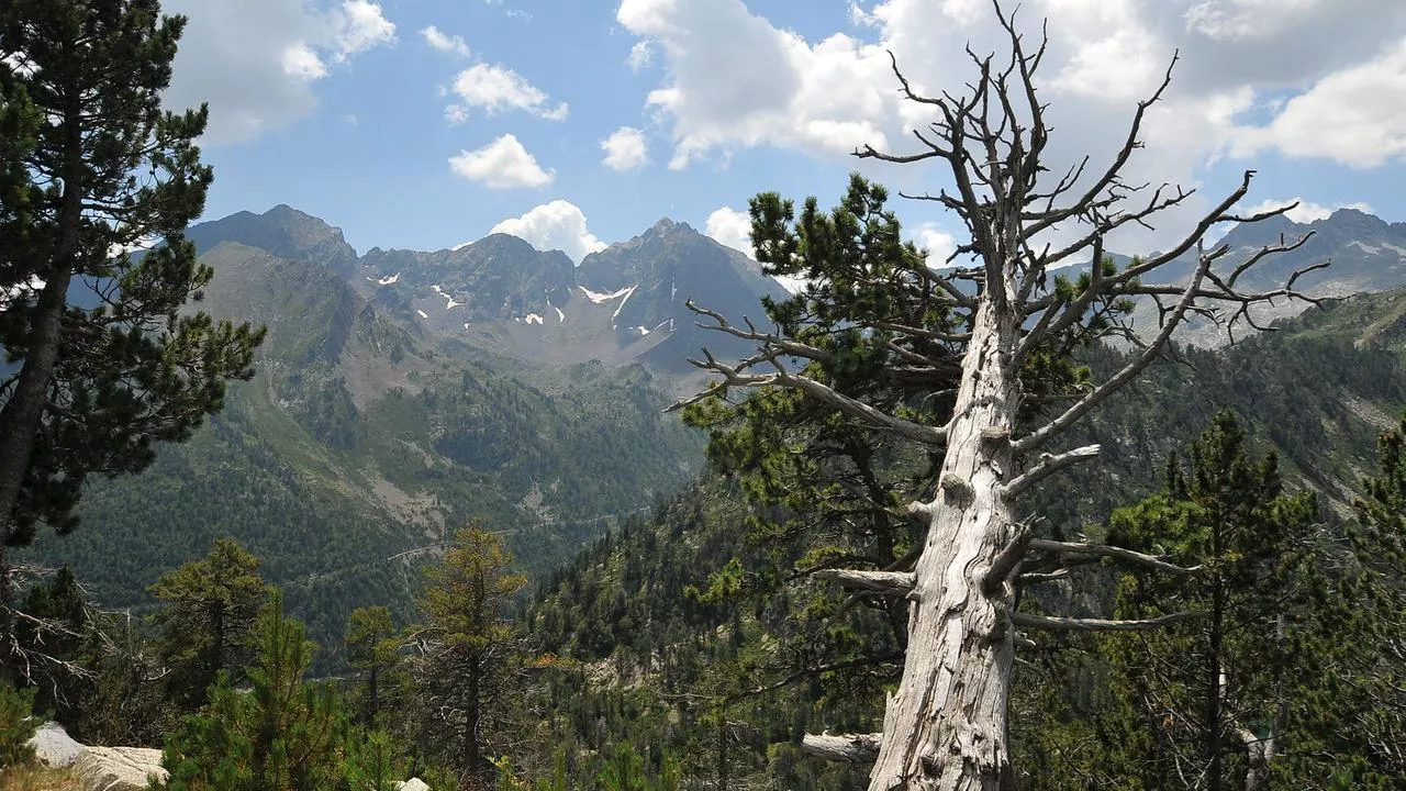 Pyrenäen: Wie 'Alte Wälder' die Biodiversität erhalten