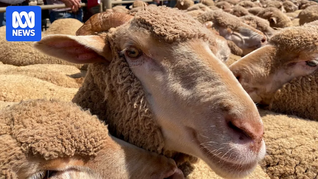 Australia exports record amounts of mutton as prices rise for producers