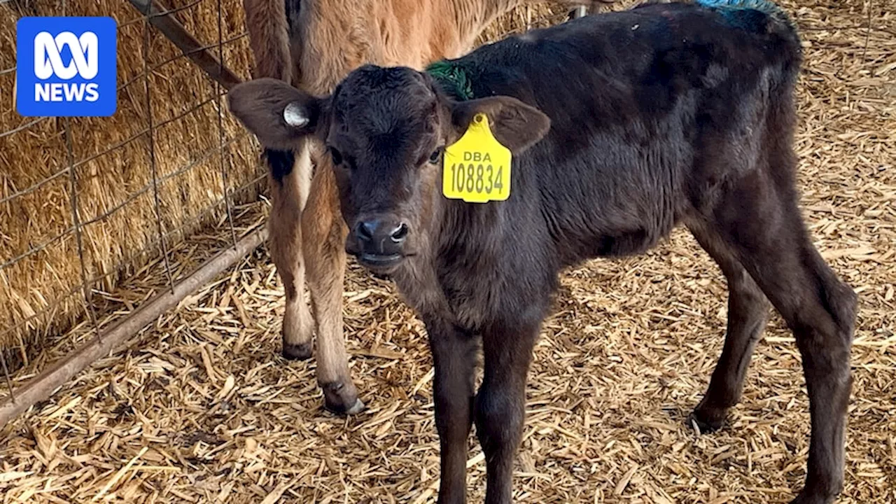 Calls for dairy industry to stop killing healthy calves for milk production