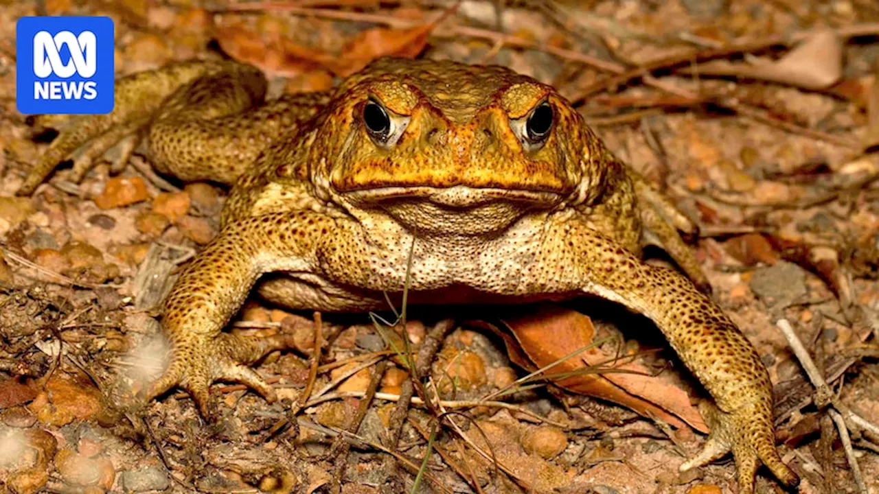 Cane toads spread from northern NSW as new front line to be surveyed