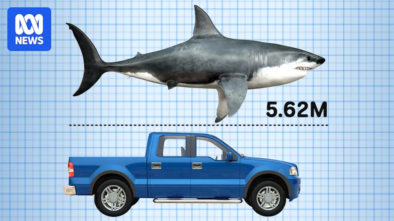 Research underway into largest great white shark caught on a Queensland drumline