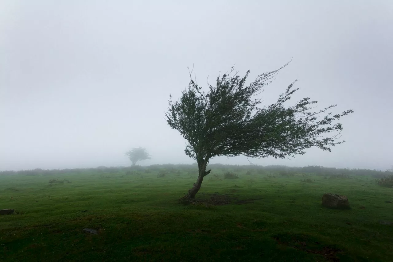 Nouvelle vigilance jaune en Orne : vent fort attendu dimanche