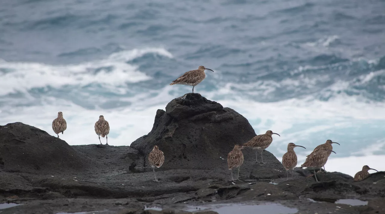 Un oiseau autrefois répandu en Europe a complètement disparu à cause de l'agriculture intensive