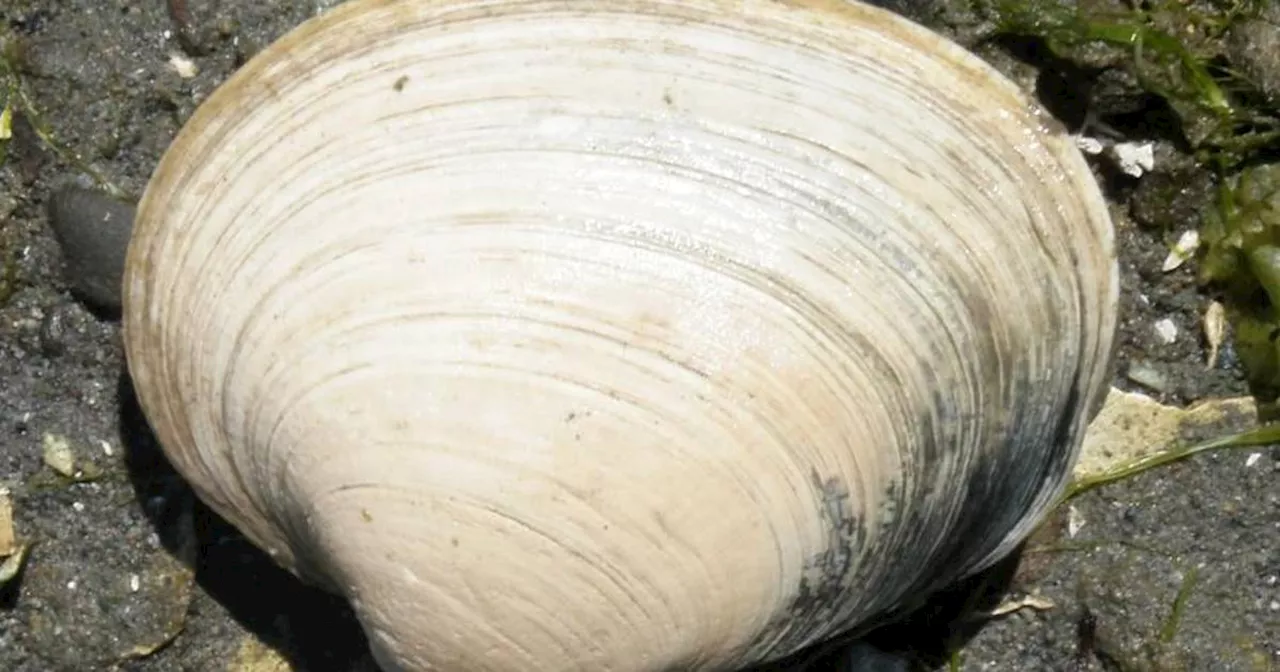 Study: Among butter clams, which pose toxin dangers to Alaska harvesters, size matters