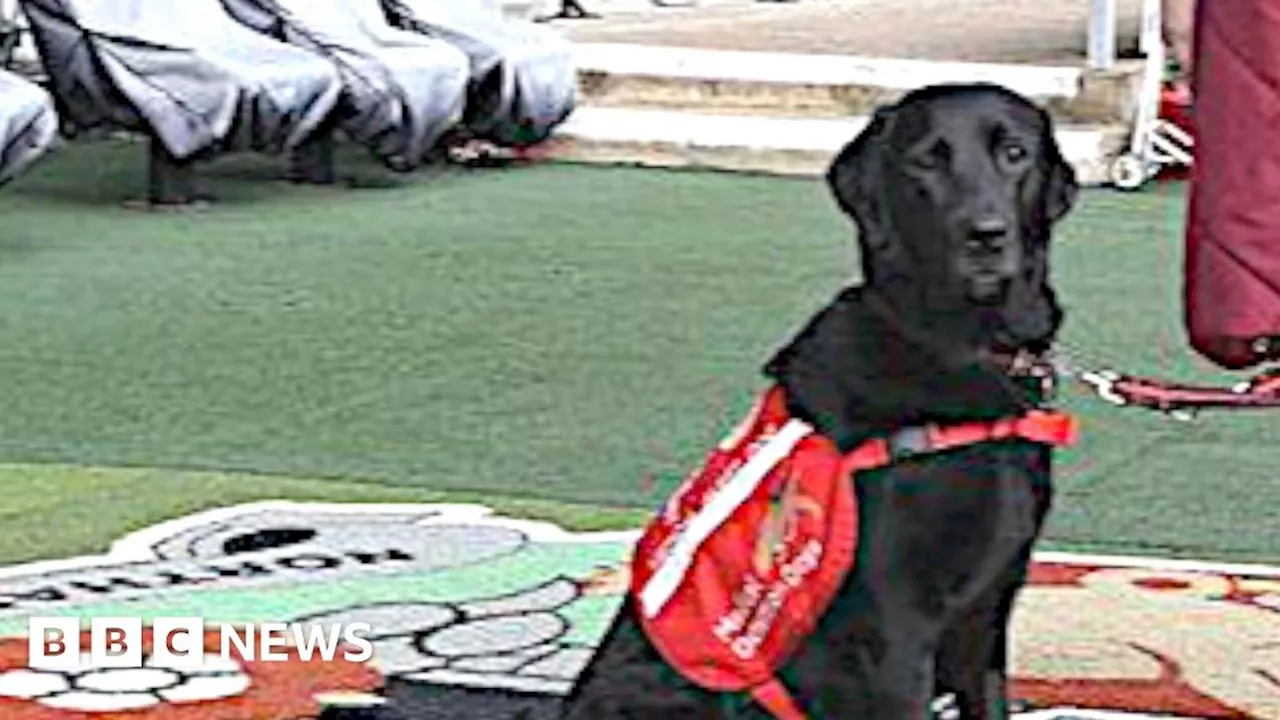 Medical alert dog transforms matchday for Northampton Town fan