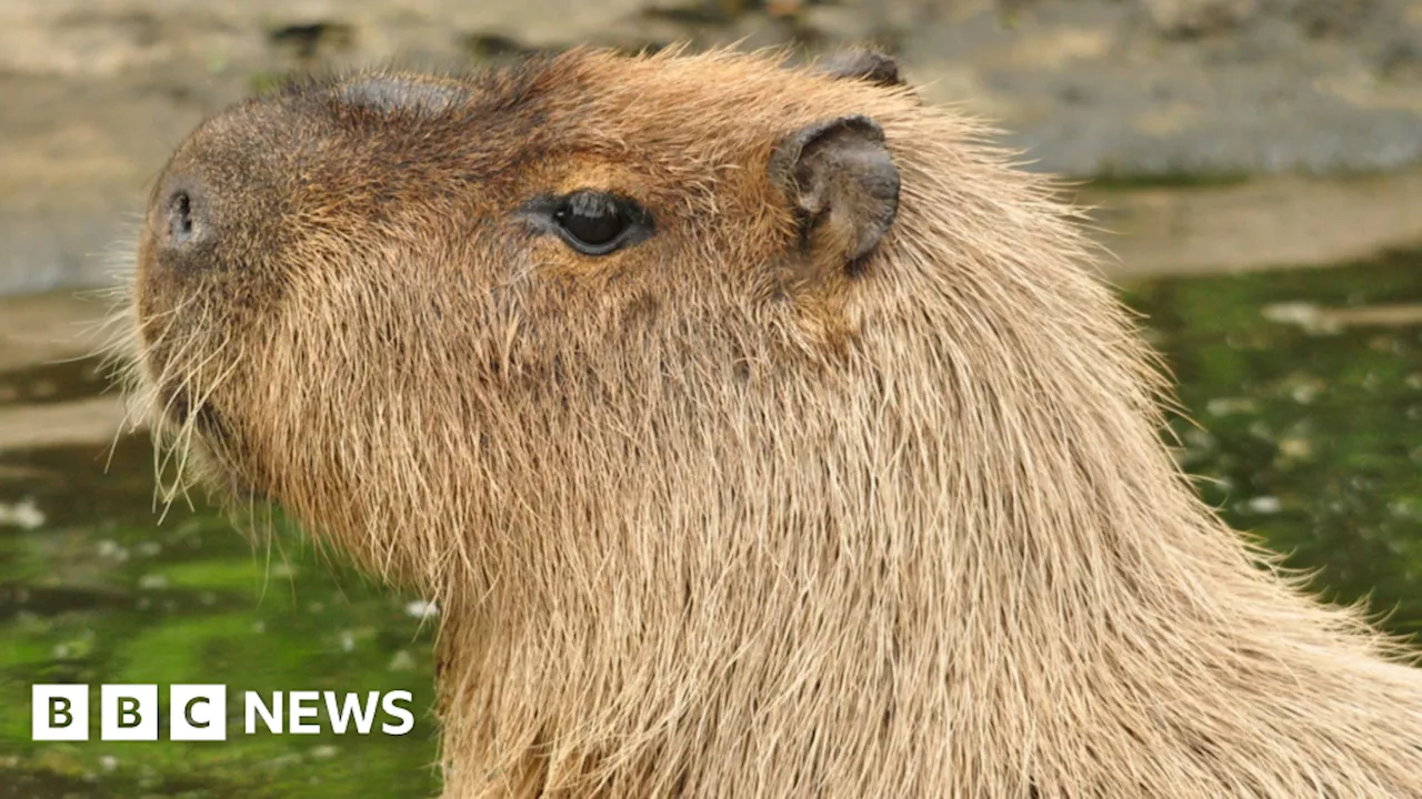 Escaped capybara Cinnamon stars in new children's book