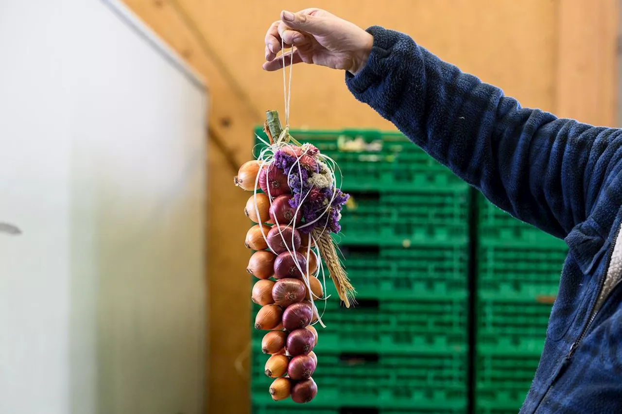 Zibelemärit Bern: Warum ein Zwiebelzopf so viel kostet